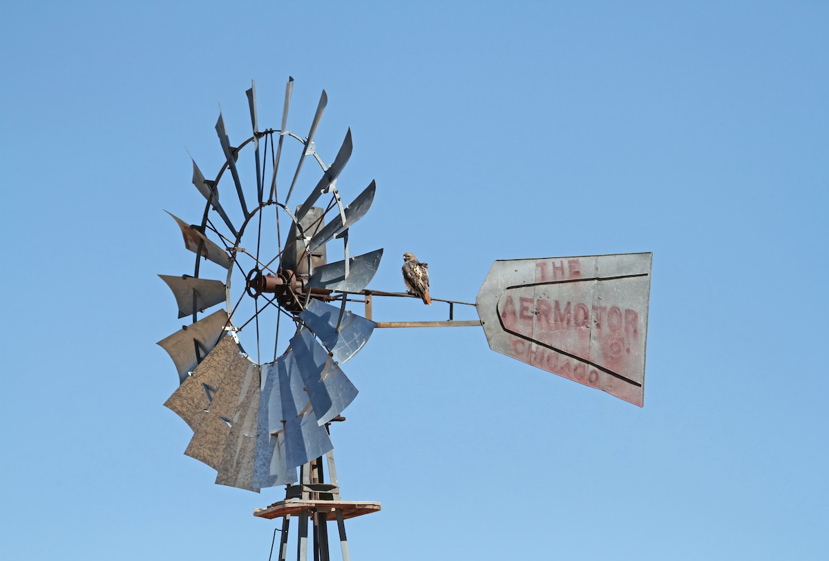 Канюк неоарктичний - ML646543630