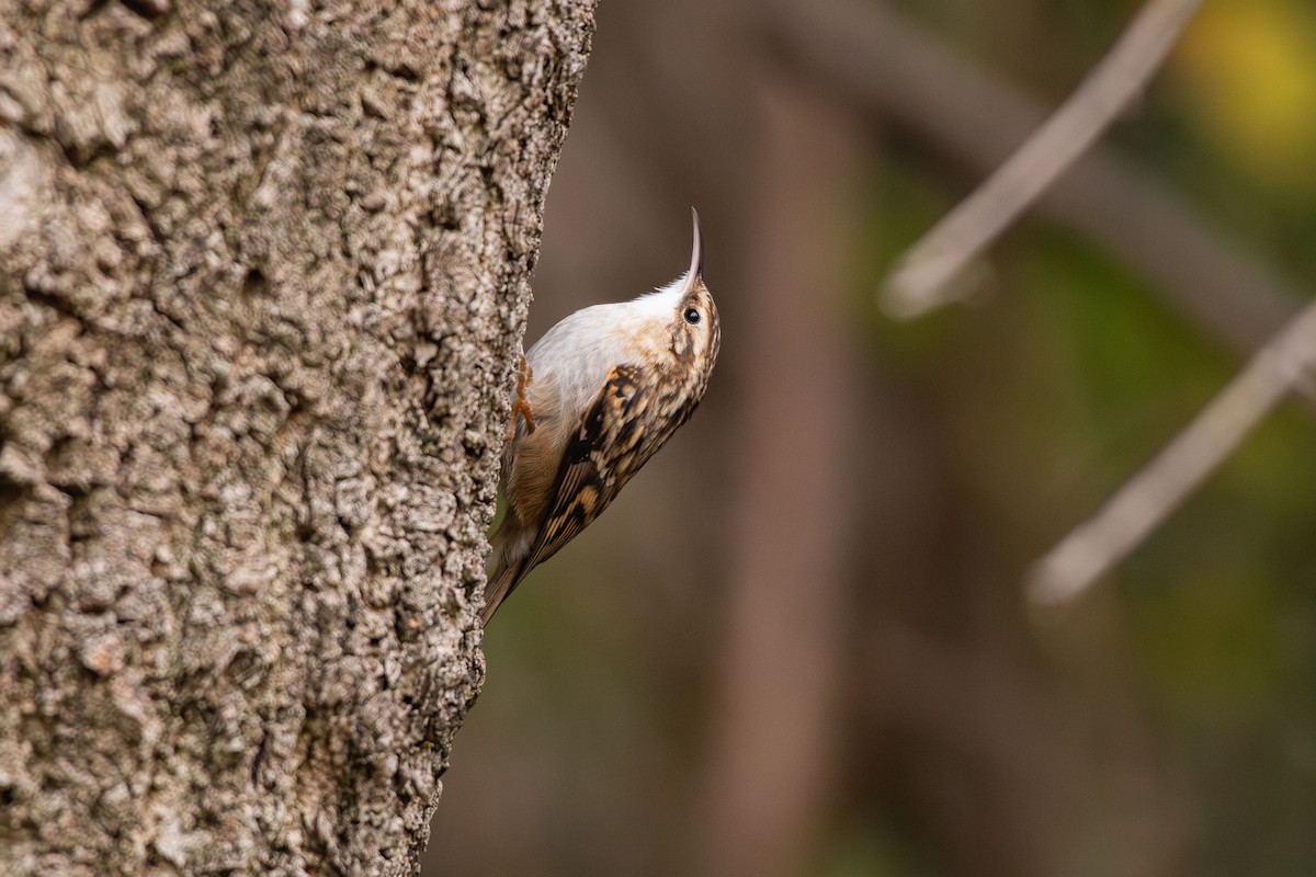 Short-toed Treecreeper - ML646543631