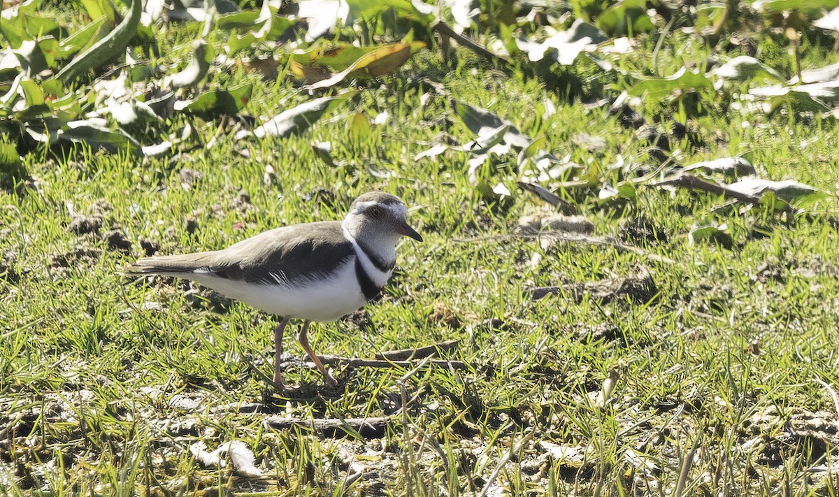 חופמי תלת-צווארון - ML646543633