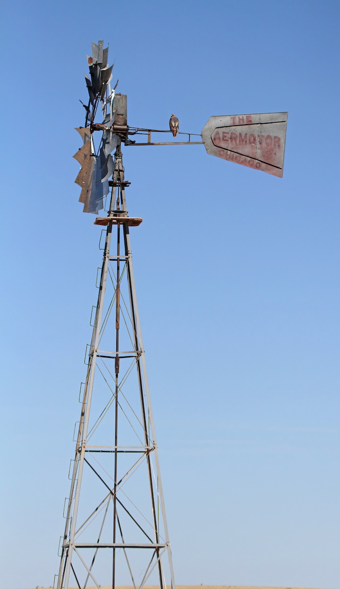 Канюк неоарктичний - ML646543634