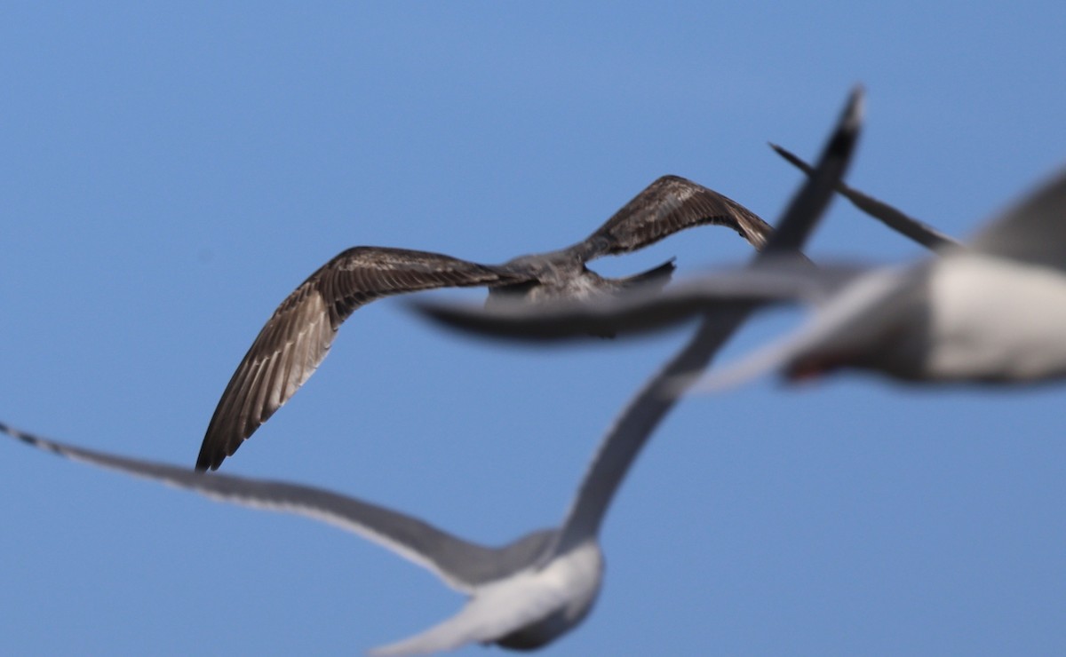 gull sp. - ML646543638