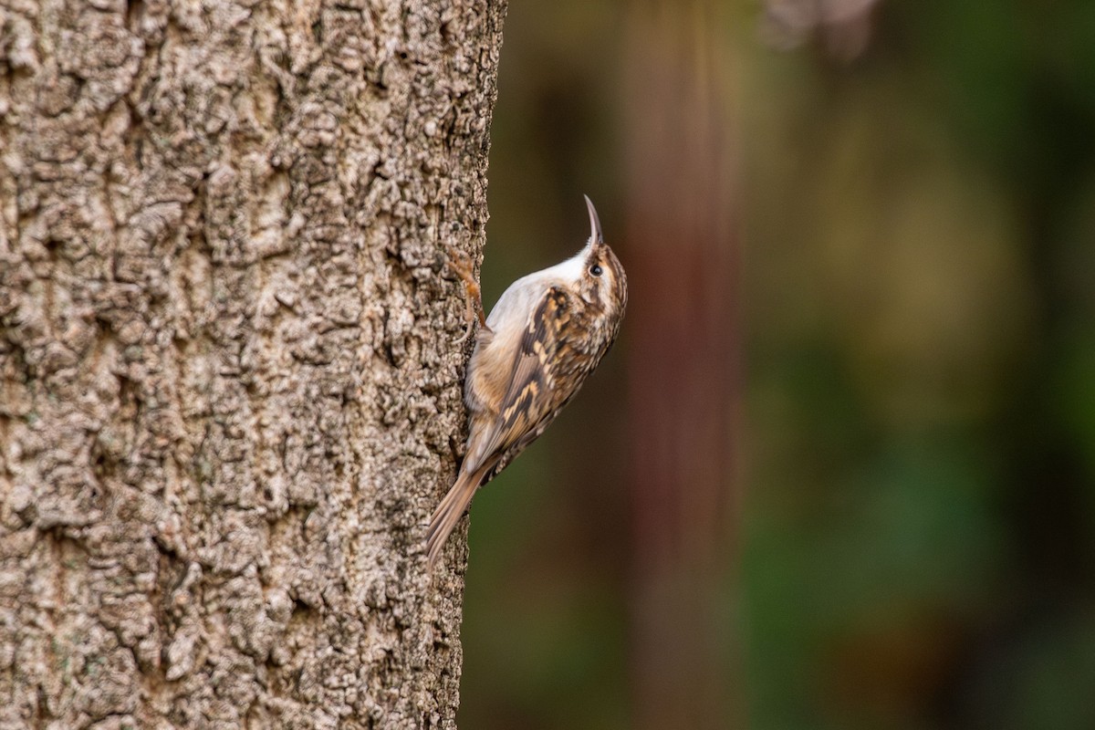 Short-toed Treecreeper - ML646543639