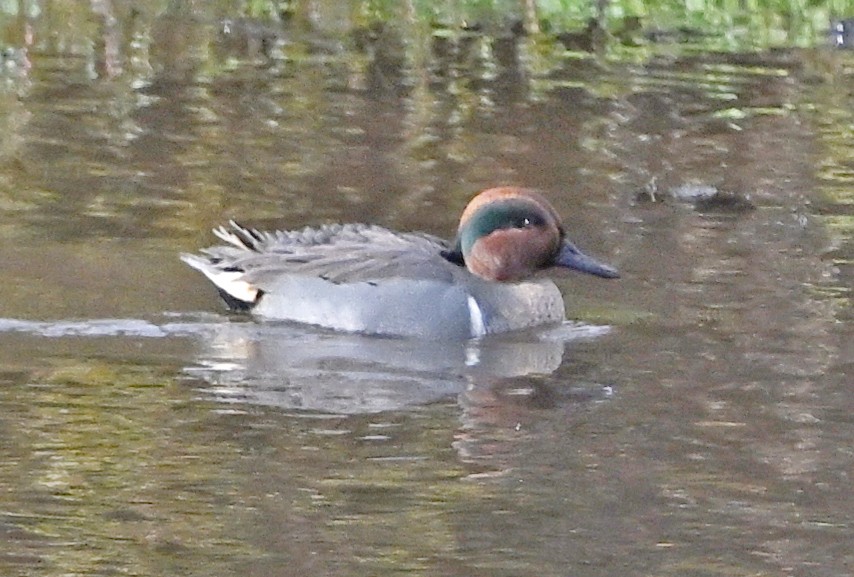 Чирок-свистунок - ML646543640