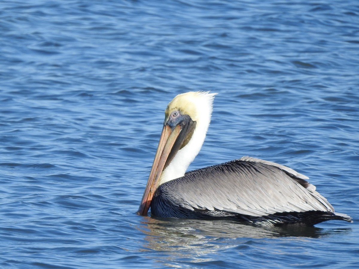 Brown Pelican - ML646543641