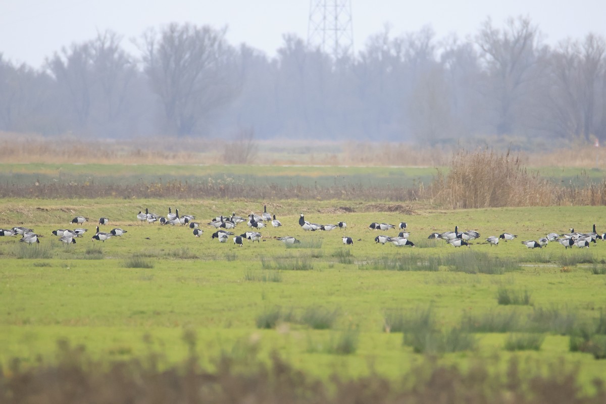 Bernache cravant - ML646543642