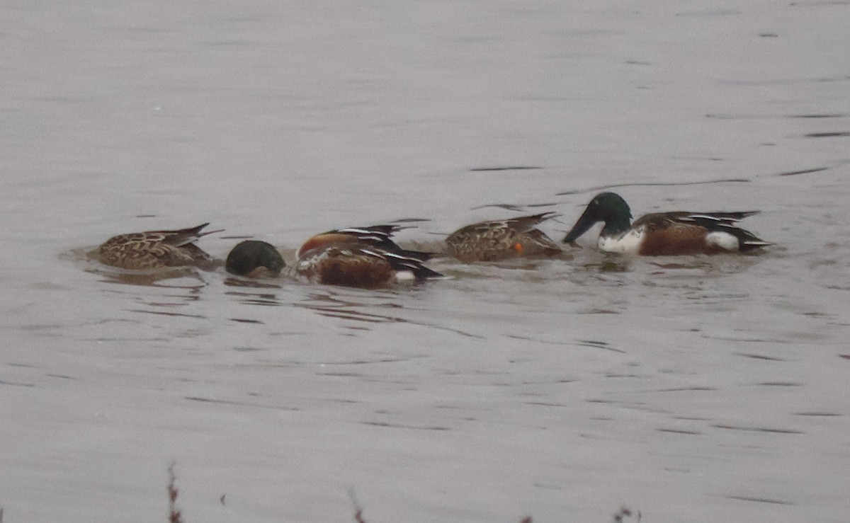 Northern Shoveler - ML646543644