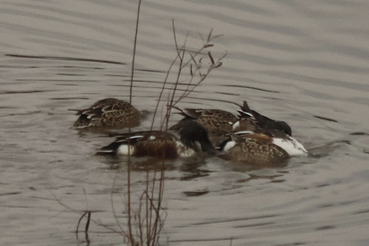 Northern Shoveler - ML646543645