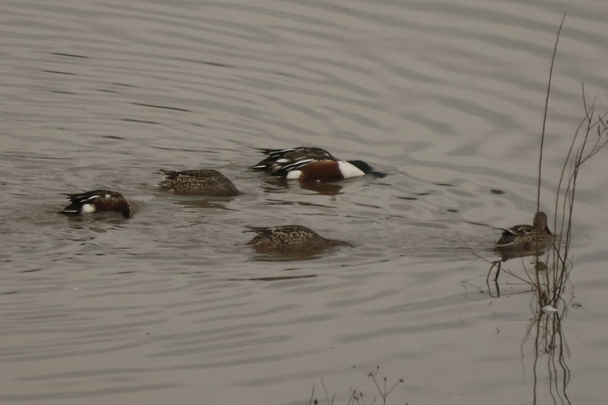 Northern Shoveler - ML646543646