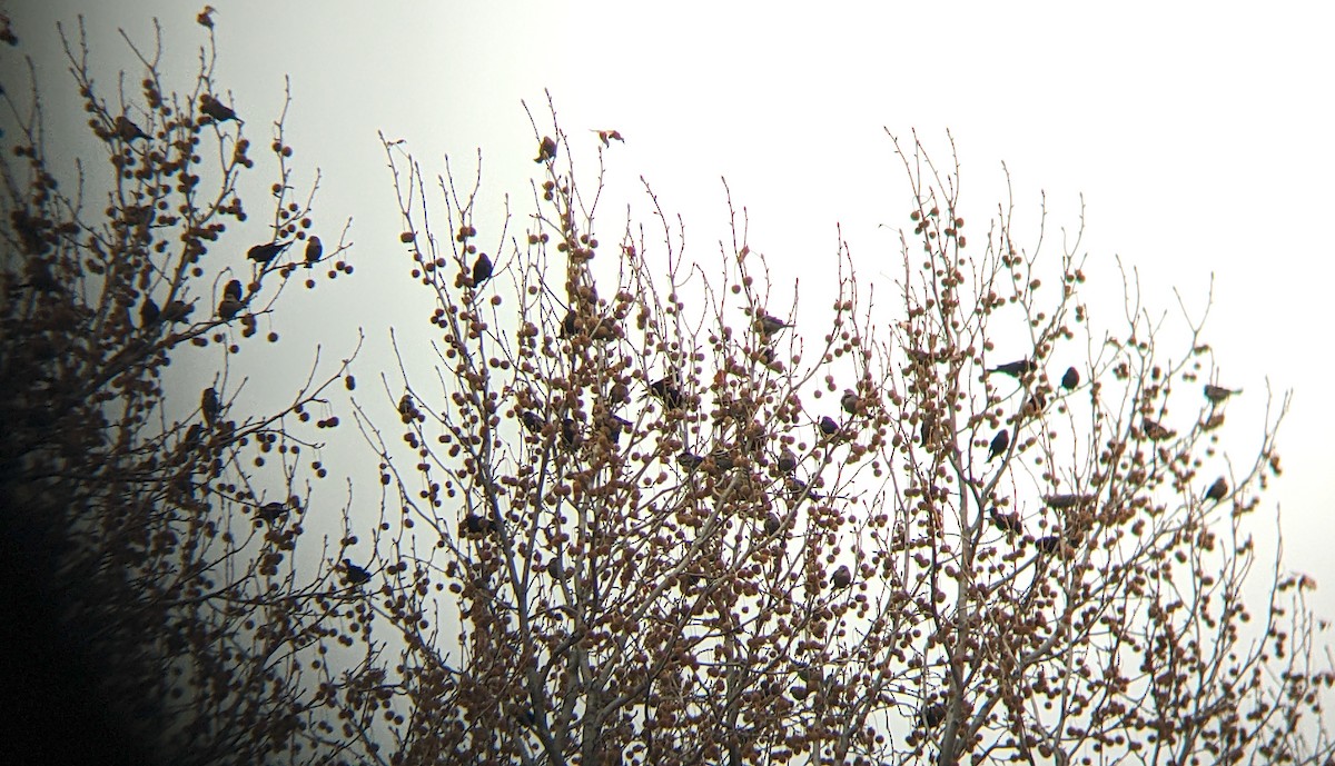 Tordo Cabecipardo - ML646543648