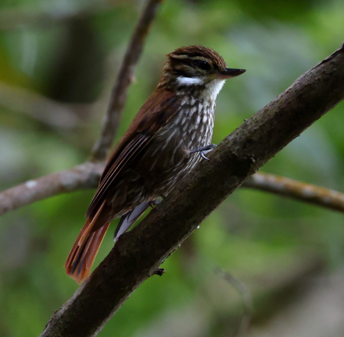 マミホオジロカマドドリ - ML646543650