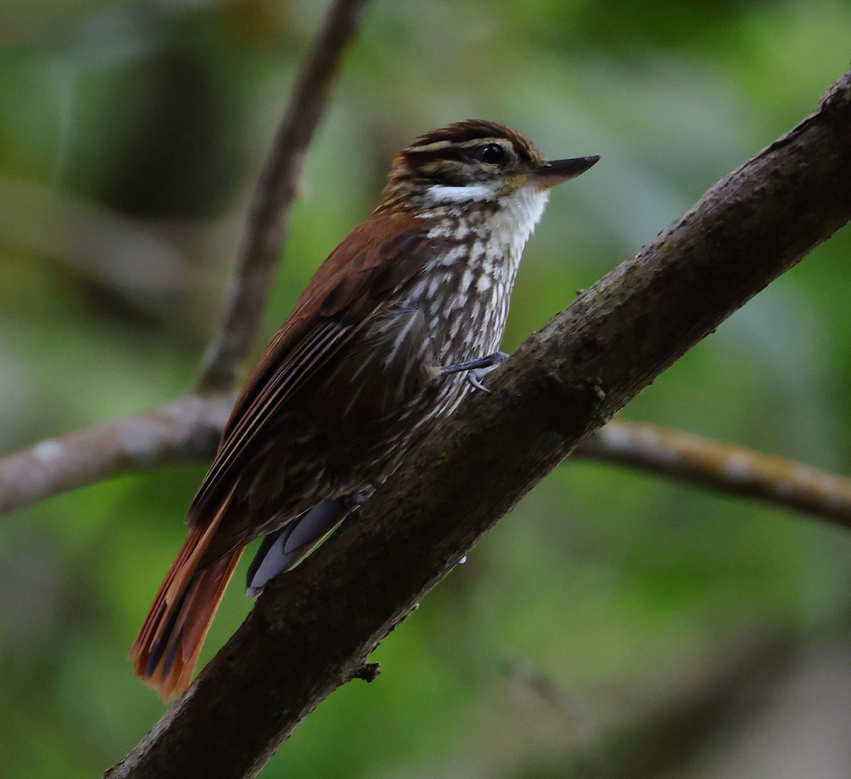 マミホオジロカマドドリ - ML646543651