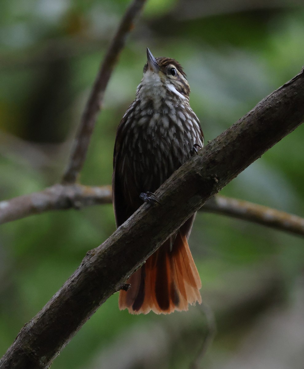 マミホオジロカマドドリ - ML646543652