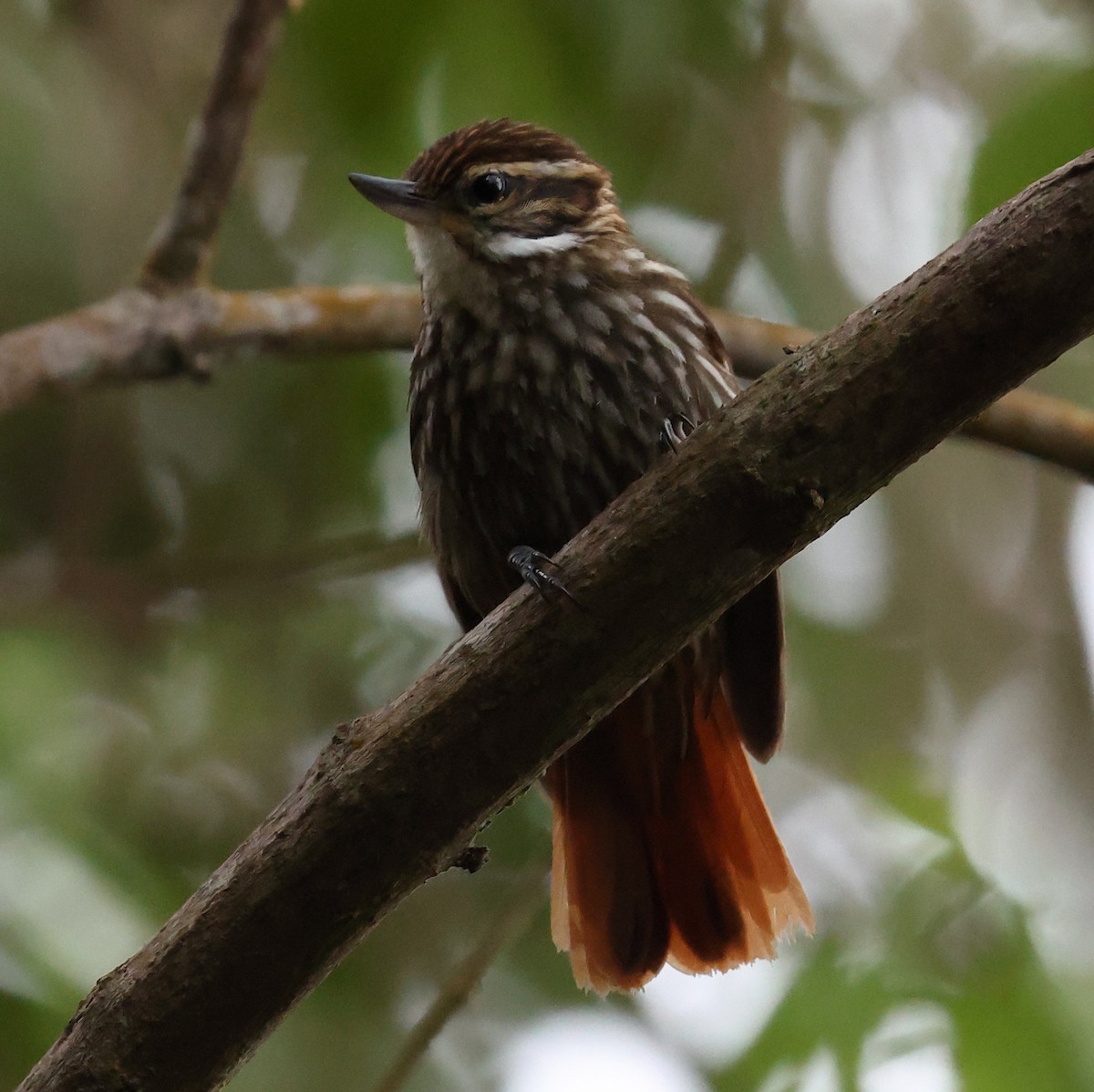 マミホオジロカマドドリ - ML646543653