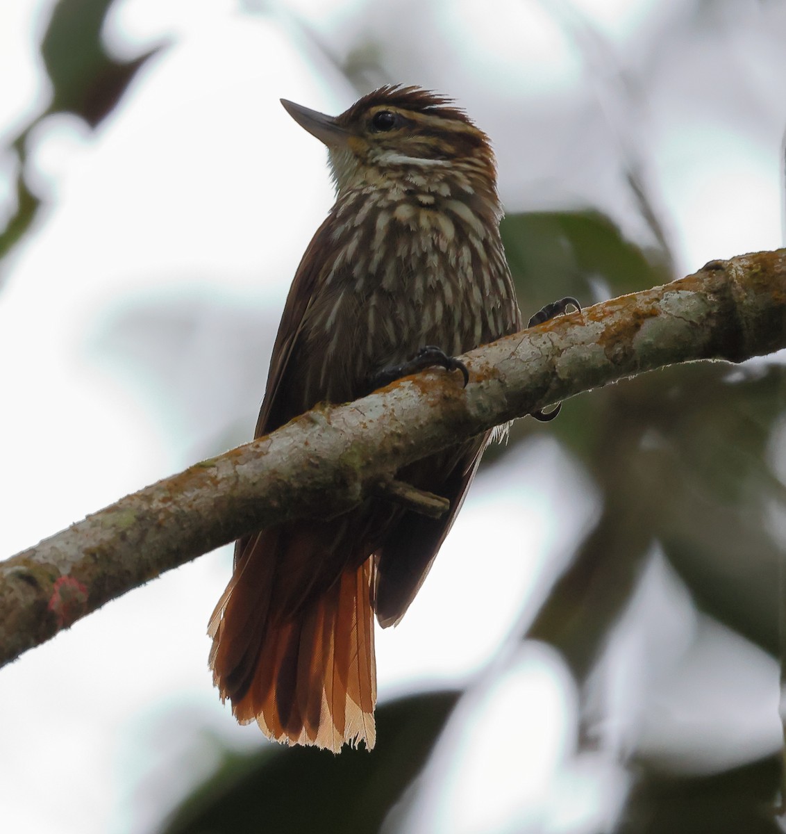 マミホオジロカマドドリ - ML646543654