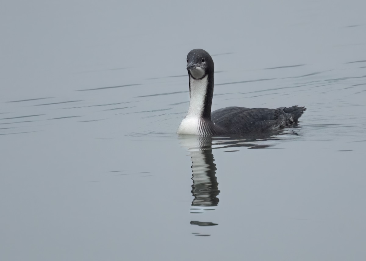 potáplice pacifická - ML646543656