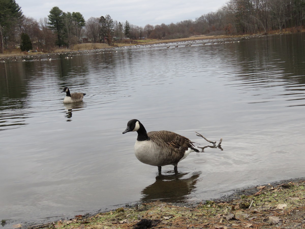 Barnacla Canadiense Grande - ML646543659