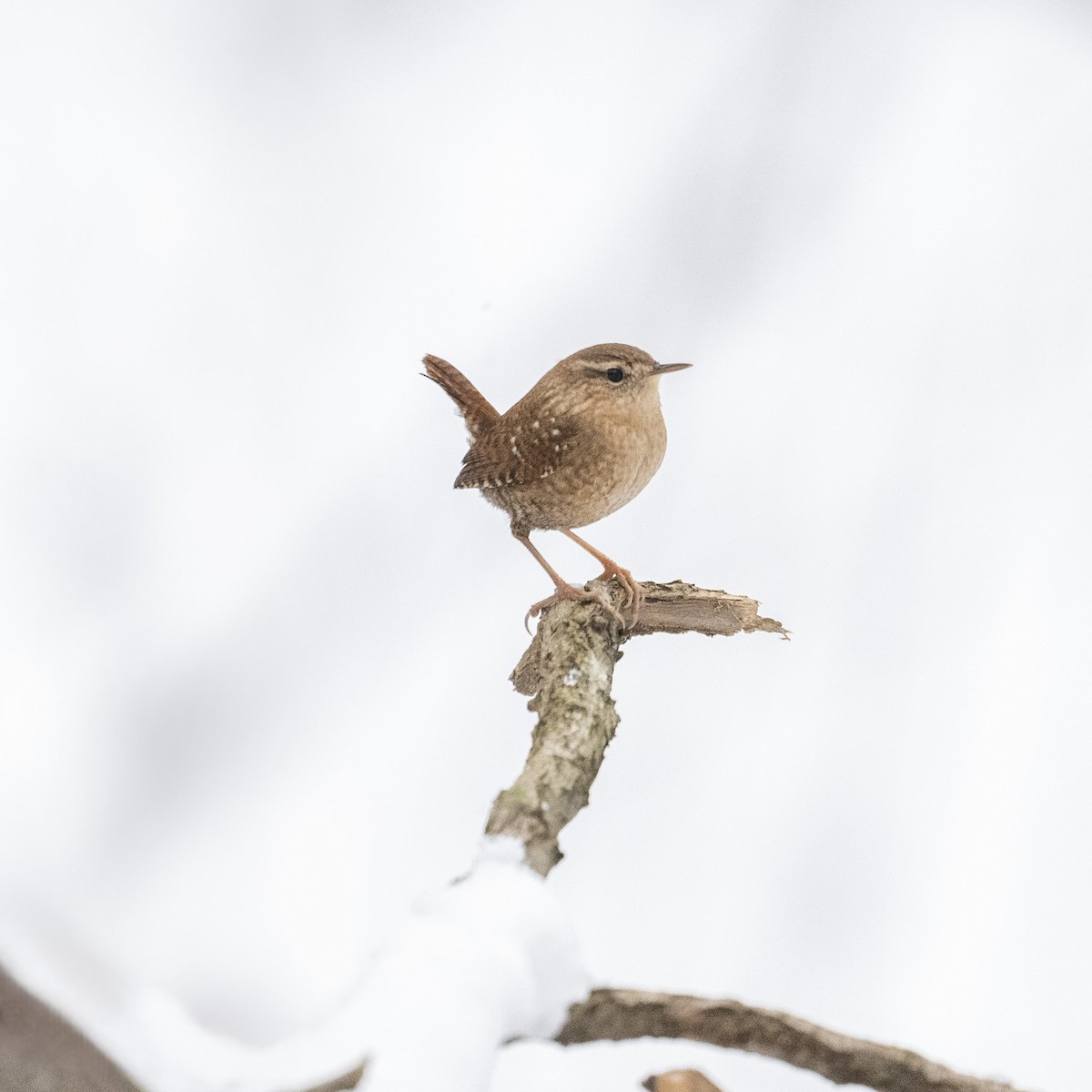 Winter Wren - ML646543660