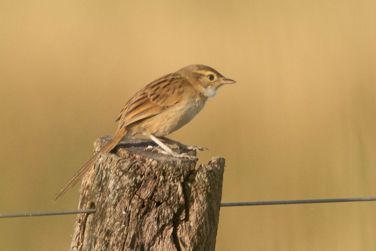 Желтобородая иглохвостка - ML646543662