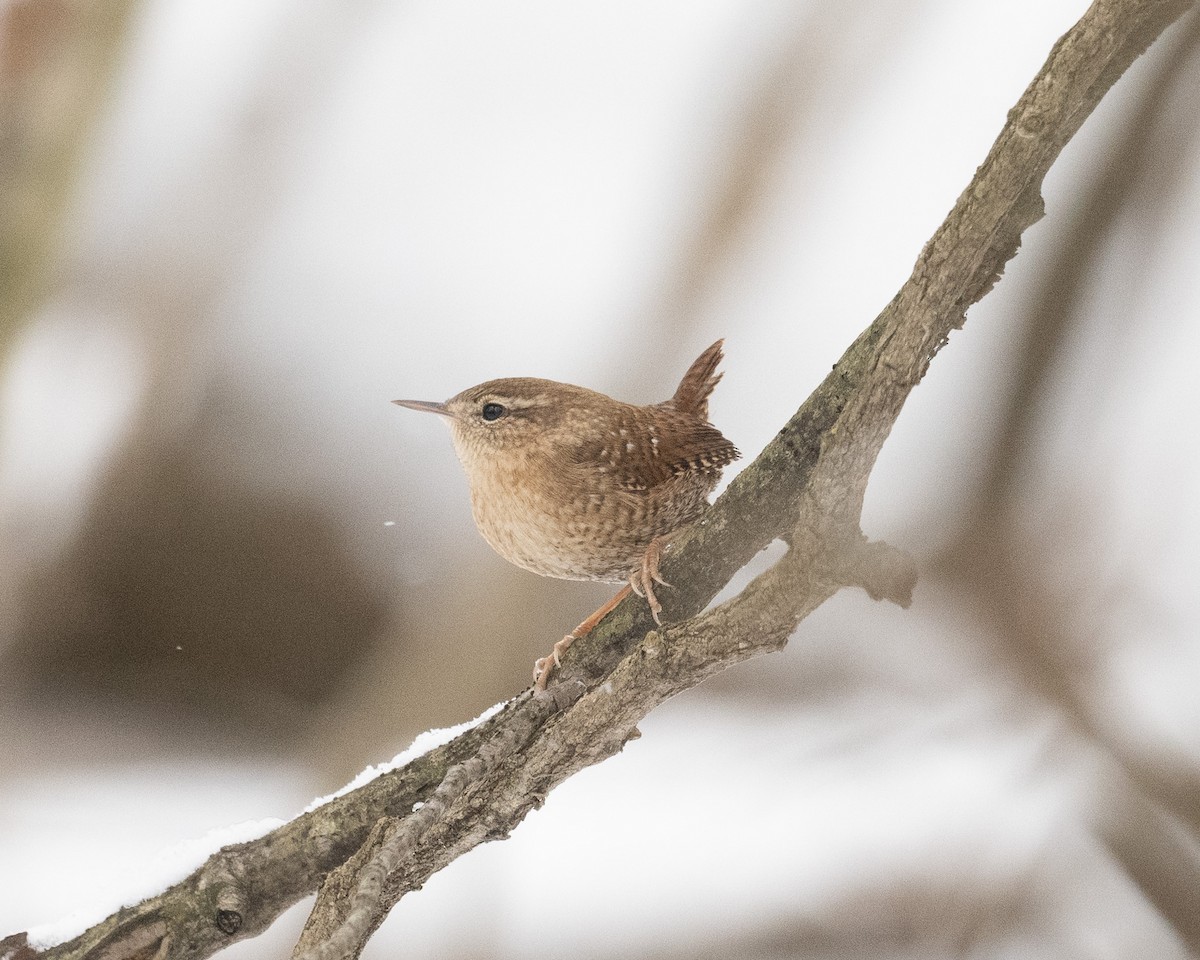 Winter Wren - ML646543664