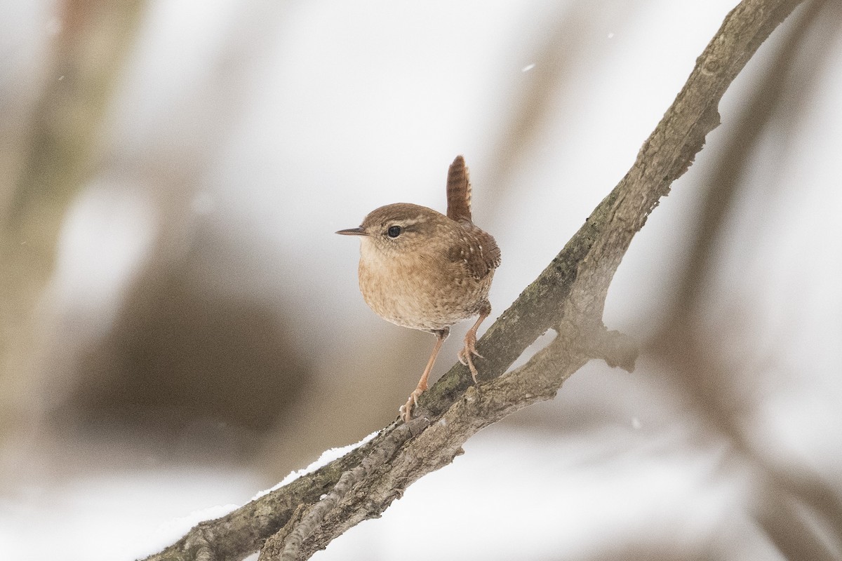 Winter Wren - ML646543665