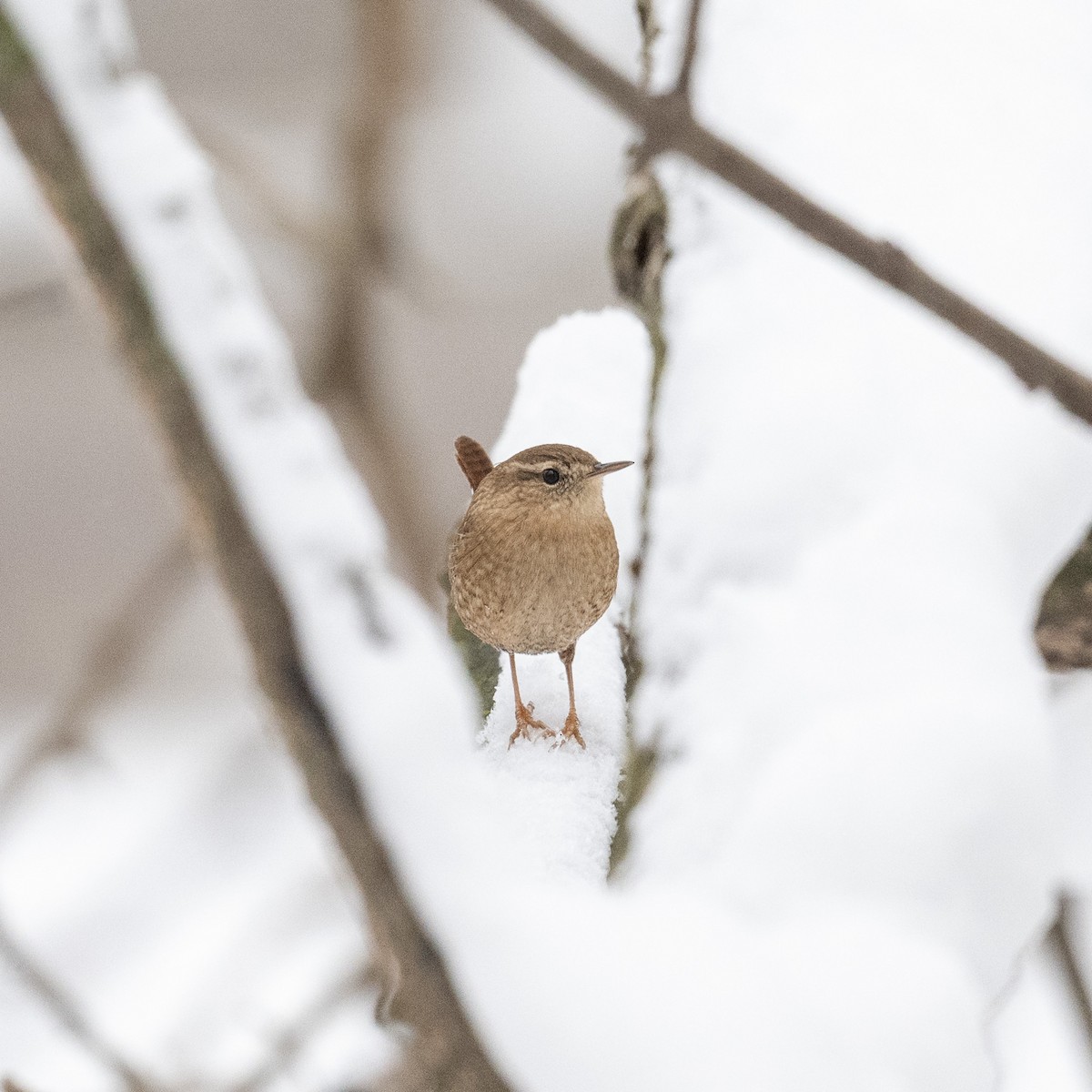Winter Wren - ML646543666