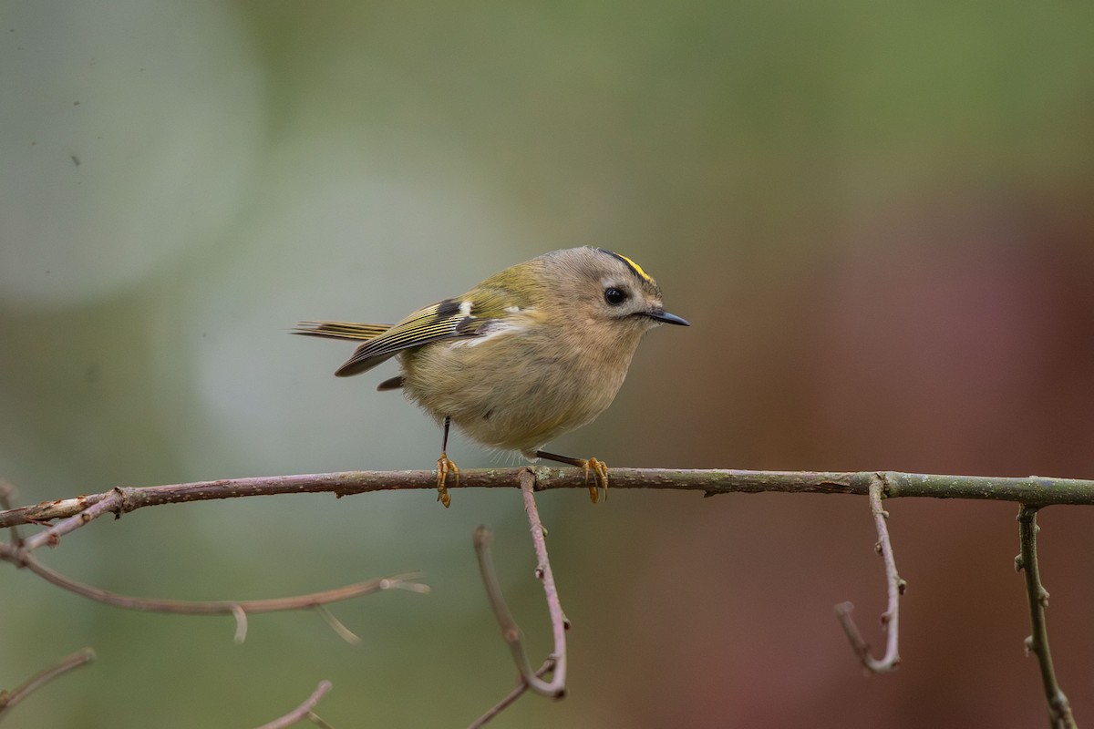 מלכילון האורנים - ML646543667