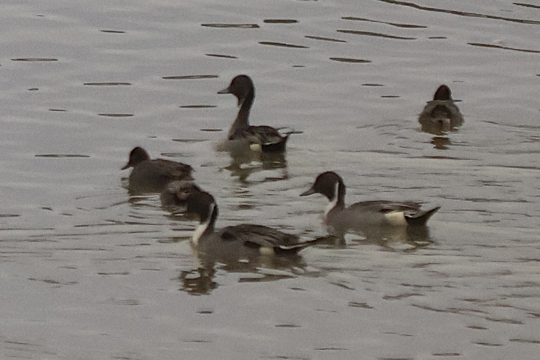 Northern Pintail - ML646543668