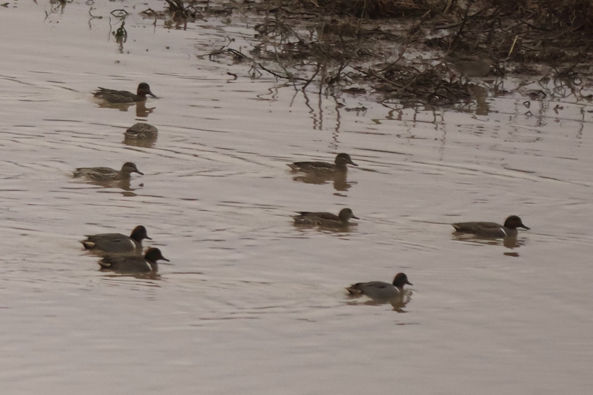 Green-winged Teal - ML646543669