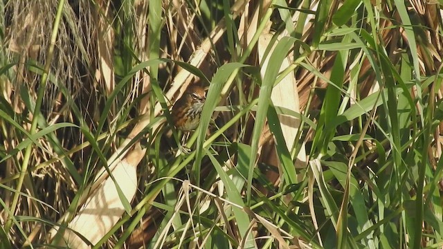 Marsh Babbler - ML646543670