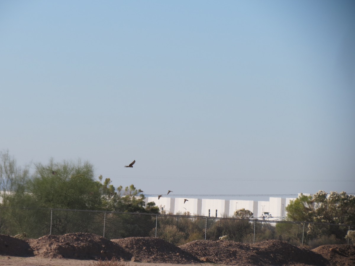 Aguilucho de Hudson - ML646543671