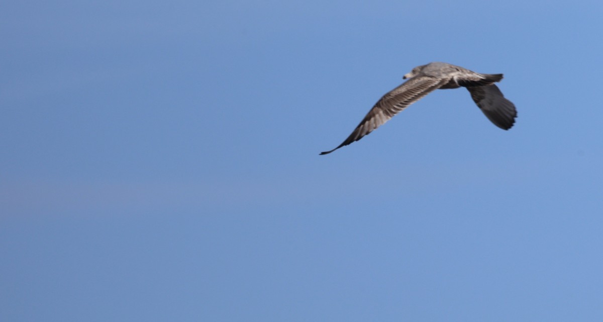 gull sp. - ML646543673