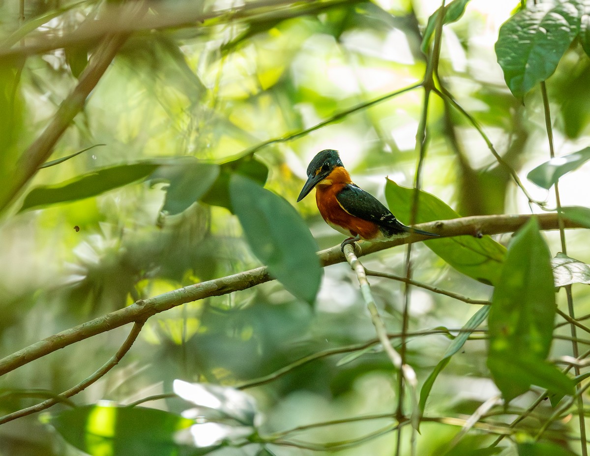 American Pygmy Kingfisher - ML646543686