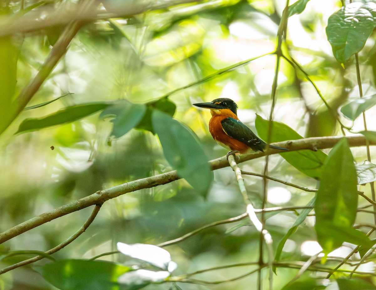 American Pygmy Kingfisher - ML646543687