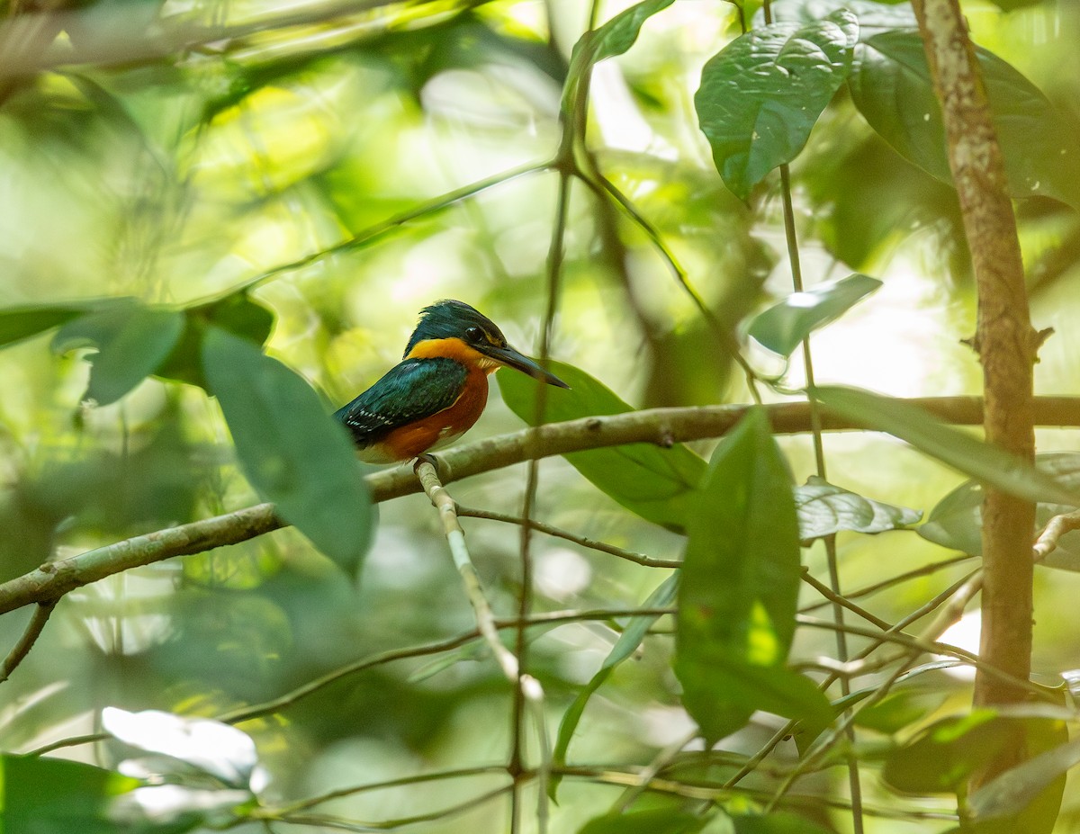 American Pygmy Kingfisher - ML646543688