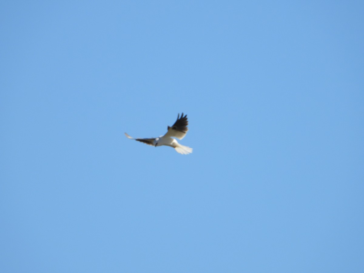 White-tailed Kite - ML646543689