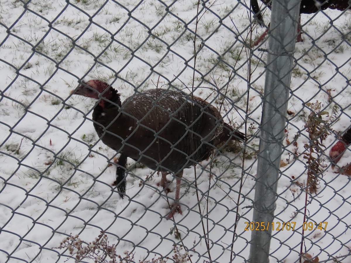 Wild Turkey - ML646543691