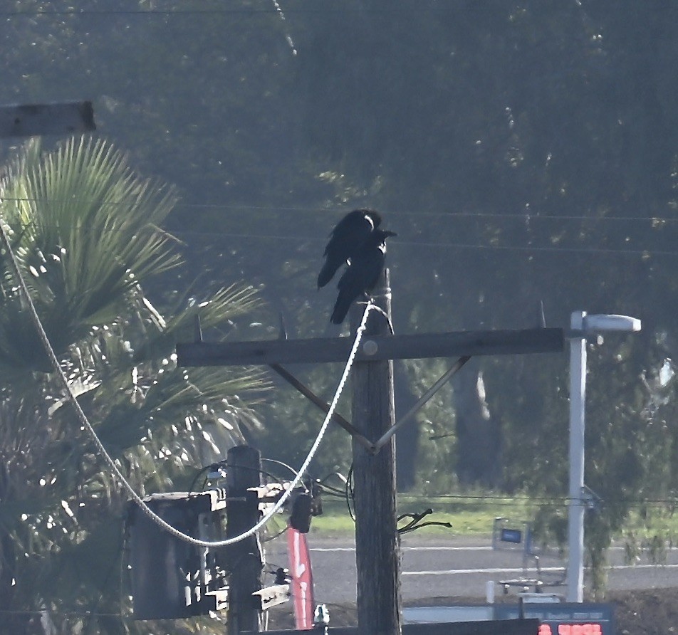 Corvo imperiale - ML646543692