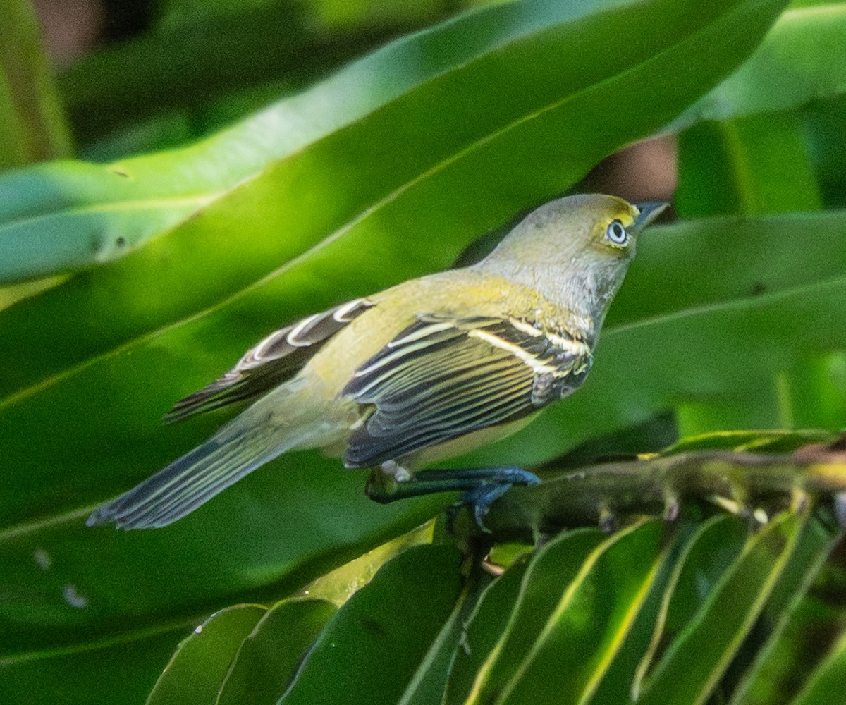 White-eyed Vireo - ML646543693