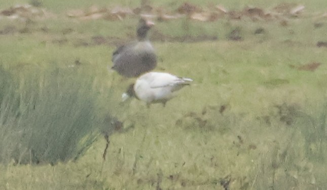 Bernache cravant - ML646543696