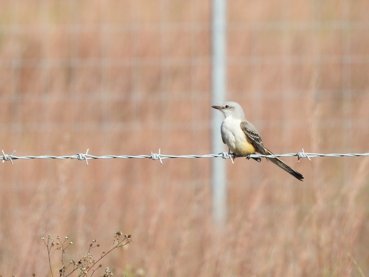 Тиран мексиканський - ML646543697