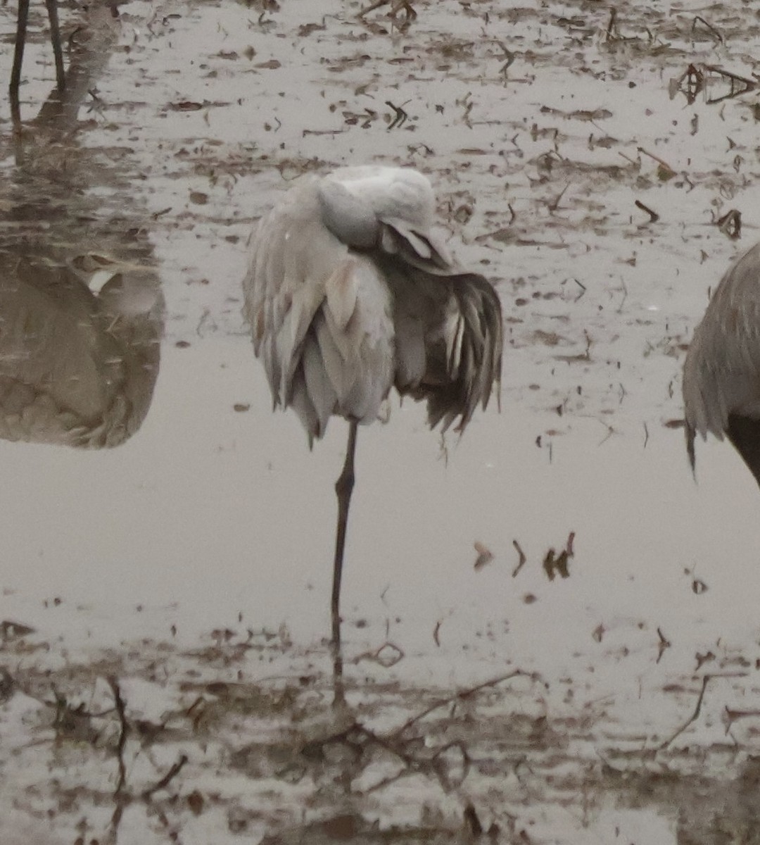 Sandhill Crane - ML646543701