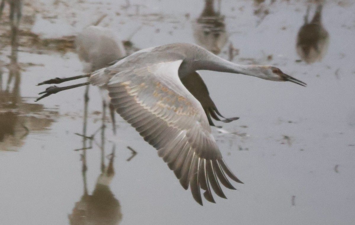 Sandhill Crane - ML646543702