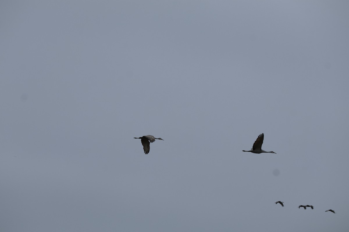 Sandhill Crane - ML646543703