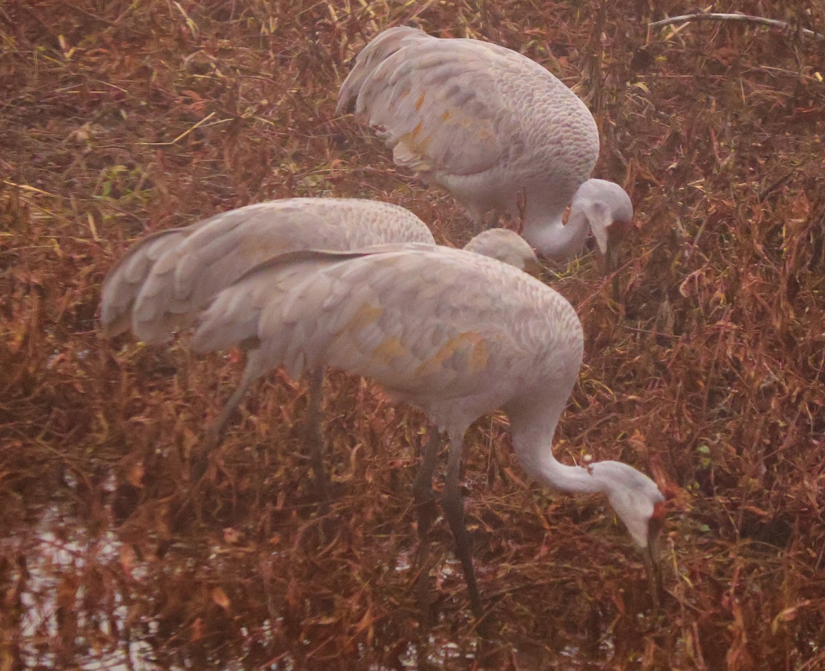 Sandhill Crane - ML646543704