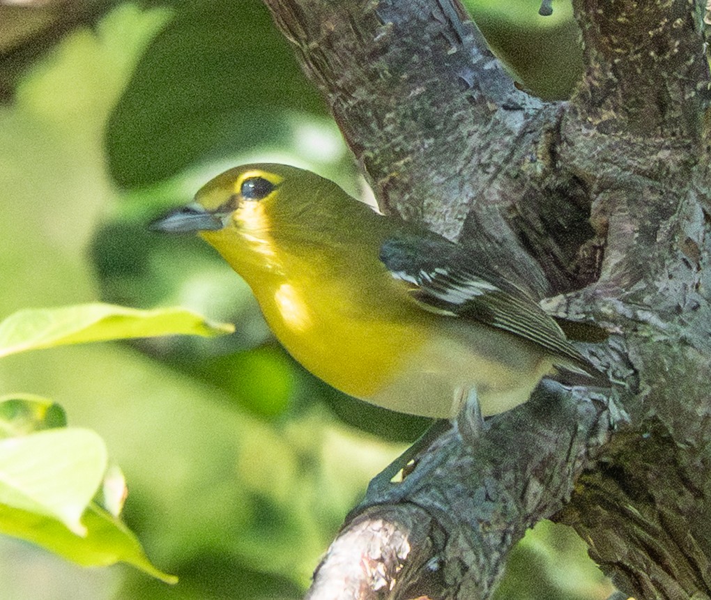 Yellow-throated Vireo - ML646543706