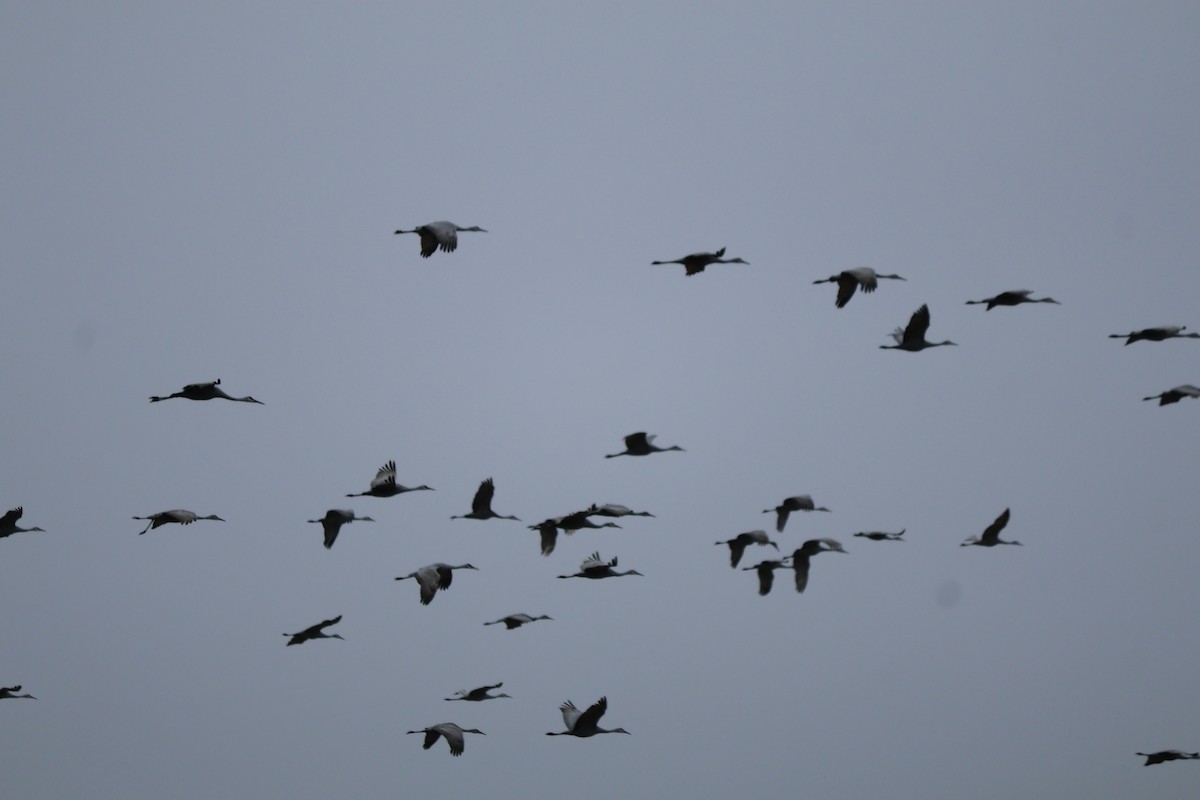 Sandhill Crane - ML646543707