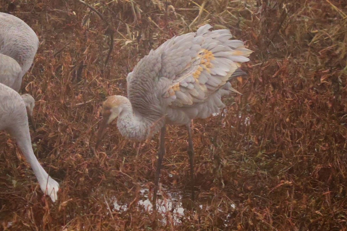 Sandhill Crane - ML646543708