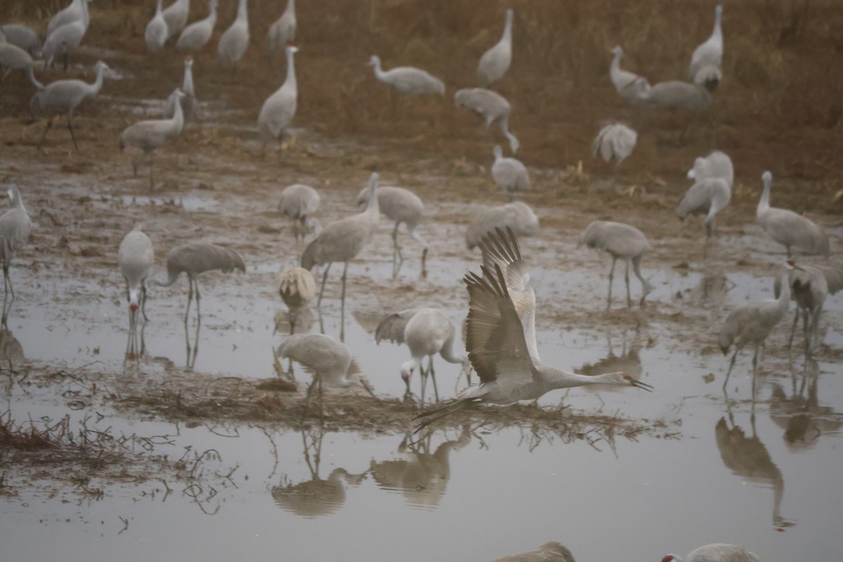 Sandhill Crane - ML646543709