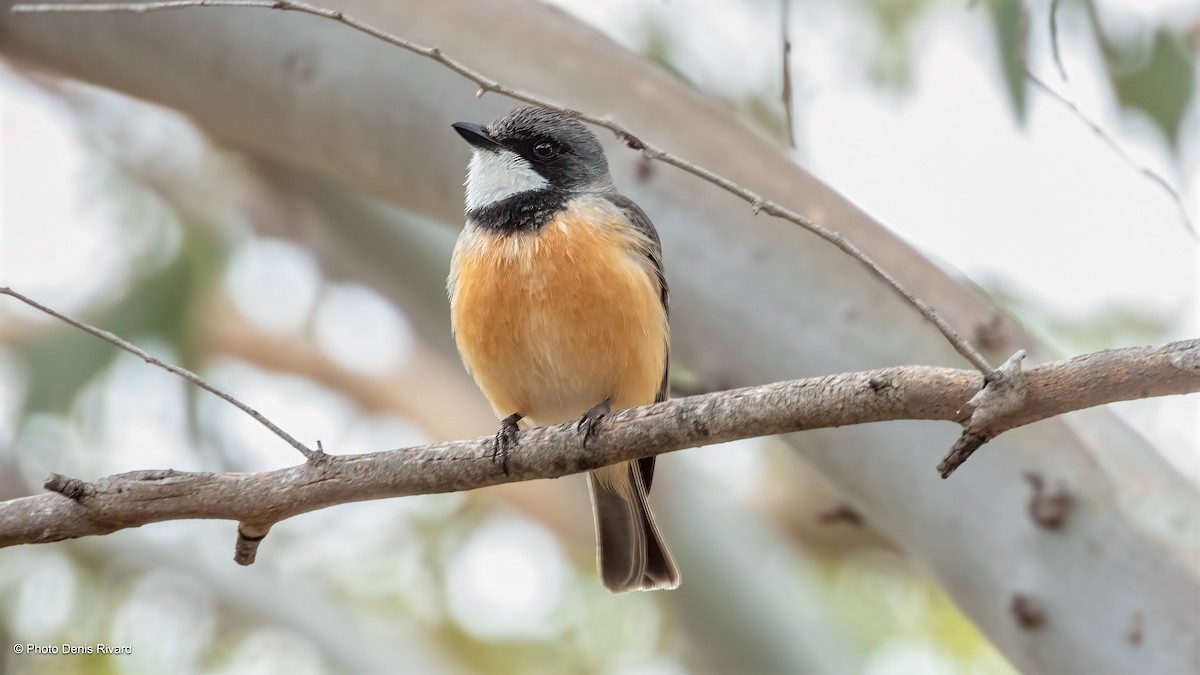 Rufous Whistler - ML646543712