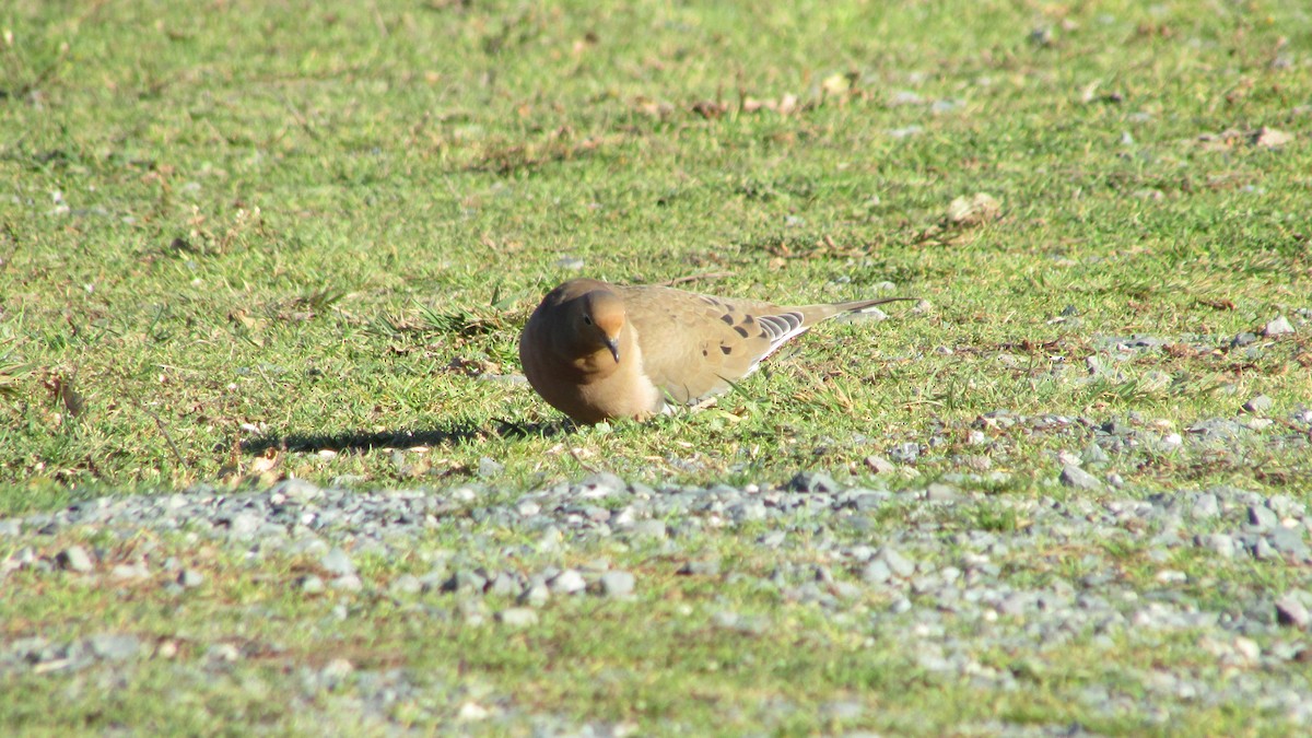 Mourning Dove - ML646543713